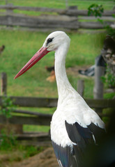  White stork (Ciconia ciconia) and surrounding countryside