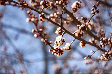 flowering apple trees in spring