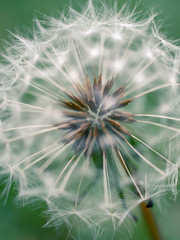 dandelion seeds on green