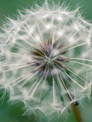Foto op Canvas dandelion seeds on green © Thanh