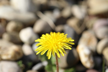 Löwenzahnblüte Makro 2