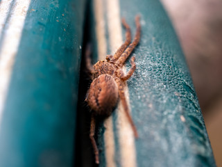 Spider