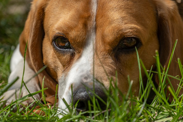 Beagle dans l'herbe