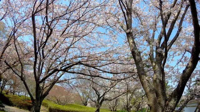 Sakura flowers in Japan. Cherry branch with flowers in spring bloom. A beautiful Japanese tree branch with cherry blossoms. Fresh Pink Flowers, Beauty Of Fresh Blossoms Petals