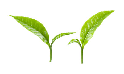 green tea leaf on white background
