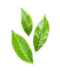 tea leaf on white background