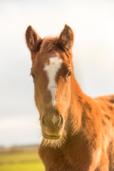 Portrait of English Thoroughbred foal at sunset looking at the camera. Light background.
