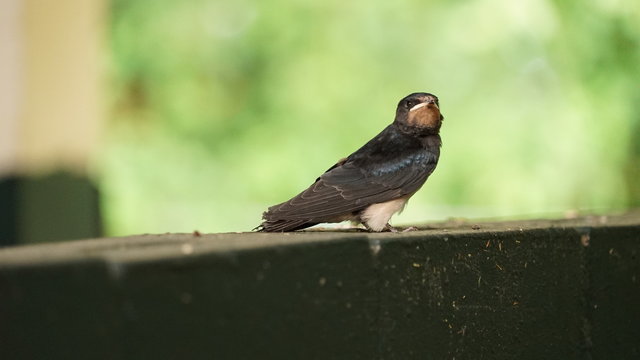 litte swallow on a railing