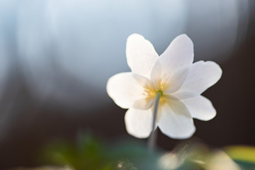 First spring flowers. Anemone sylvestris (snowdrop anemone)