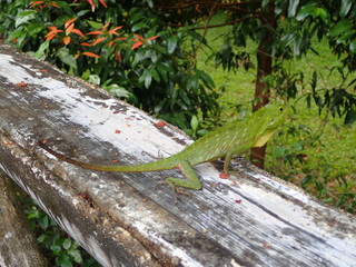 ボルネオ島の茶色から黄緑に体色が変化するトカゲ