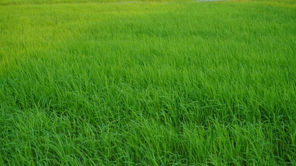 Rice tree grows in rice fields