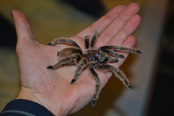 Furry large tarantula spider in the palm of your hand