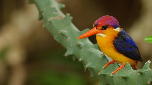 The Oriental Dwarf Kingfisher sitting on a cactus plant at peak of monsoon season in India looking down at a stream to find food