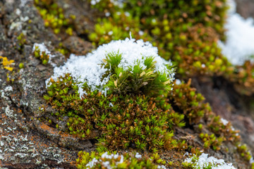 Green moss on the bark of a tree blooms in small flowers in winter