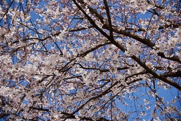 봄 바람에 벚꽃이 휘날리다.