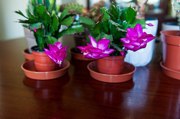 Christmas blooming cactus - natural scenery