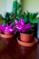Christmas blooming cactus - natural scenery