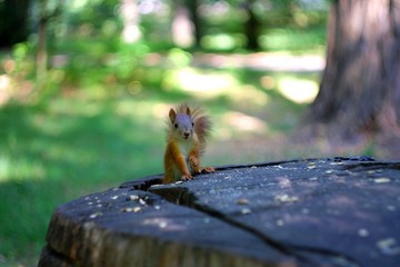 squirrel in the summer forest