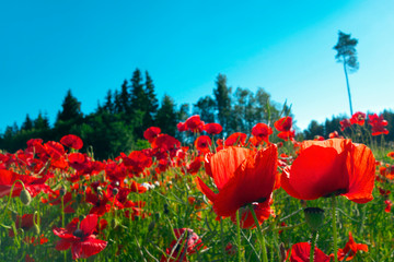 Landscape with poppies.