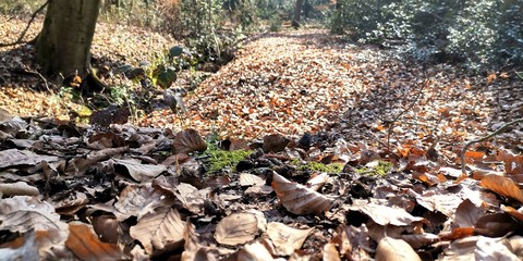 a lot of ants