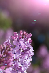 Fototapeta na wymiar Blooming lilac in the sun.