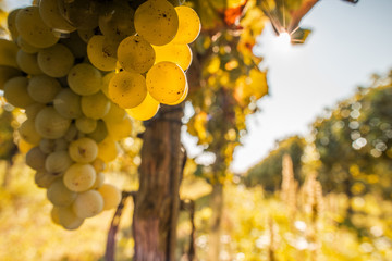Sauvignon Blanc