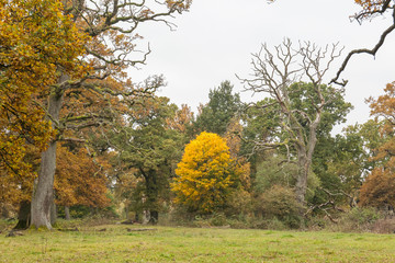 Fototapeta premium Old Autumn Forest, Autumn, Fall scene. Beautiful Autumnal park. Beauty nature scene. Autumn landscape, Trees and Leaves