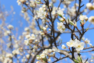 White little flowers of apple trees in spring against a blue sky.