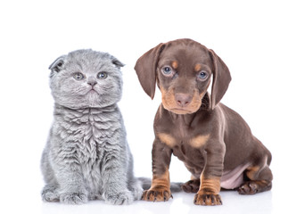 Short haired Dachshund puppy and tiny baby kitten sit together and look at camera. isolated on white background