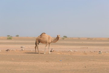 Camel in the desert