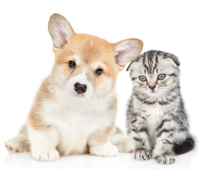 Welsh corgi puppy sits with tabby kitten together. isolated on white background