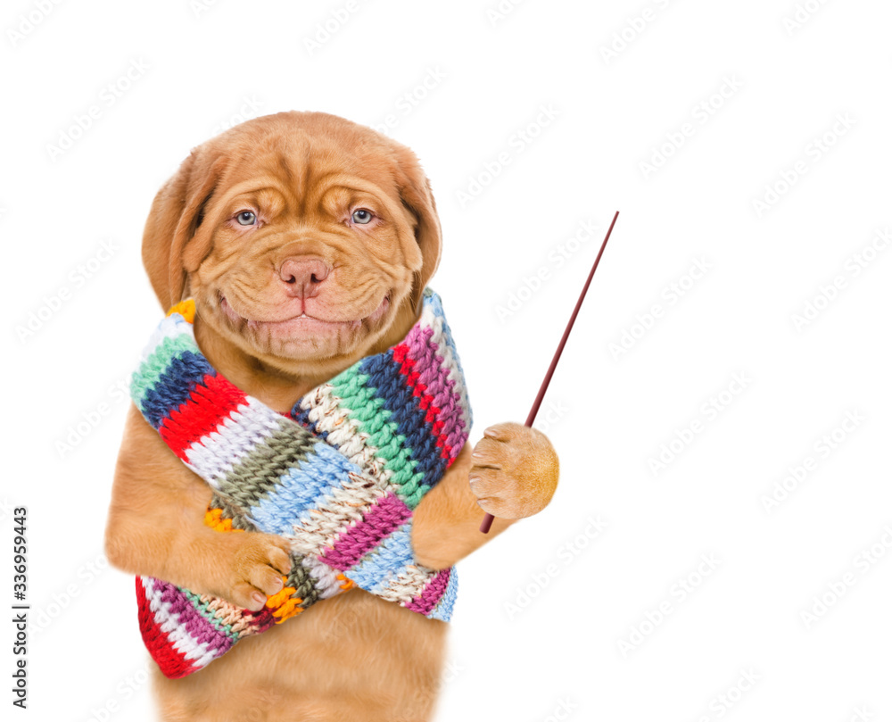 Poster Smiling puppy wearing warm scarf holds a pointing stick and points away on empty space. isolated on white background