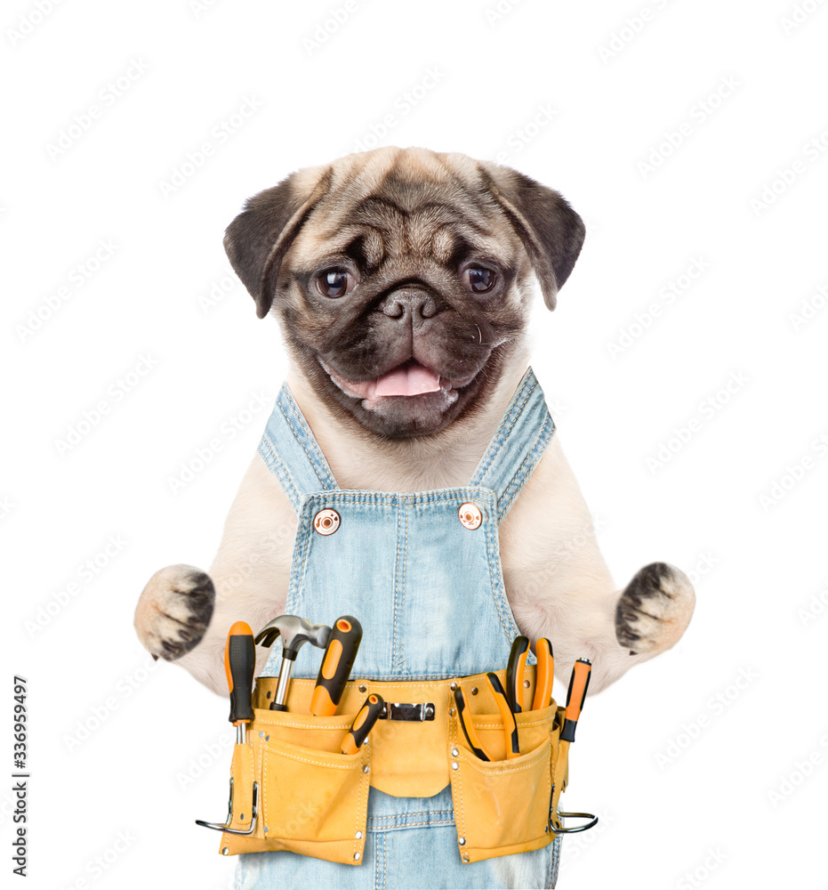 Poster pug puppy worker wearing overalls with tool belt. isolated on white background