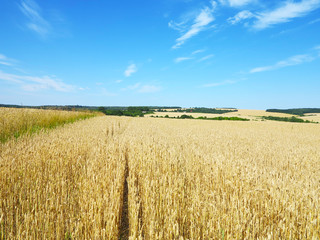 wheat field with beautiful trails on the horizon