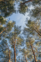 Fototapeta premium Tops of pines against the sky - pine forest - tall pines