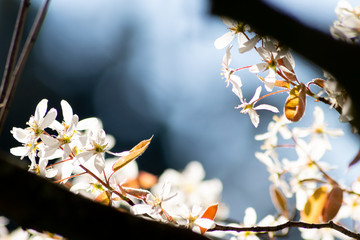 Bezaubernde weiße Blüten im Frühling leuchten in der Abendsonne und locken Insekten wie Bienen...
