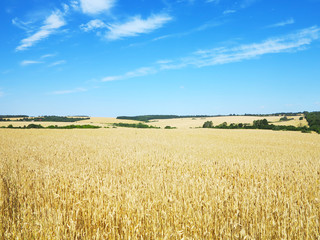 wheat field with beautiful yellow spikelets on the horizon