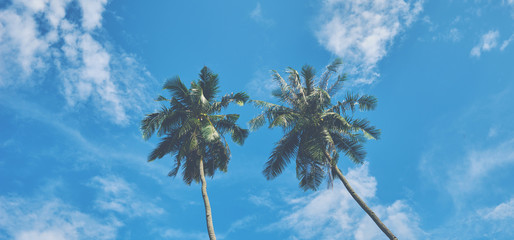 Looking up and see lush green palm fronds and bright blue sky, welcome on vacation! Palm trees at tropical coast against blue sky, vintage toned and stylized, coconut tree, summer tree, retro.