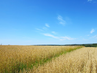 Fototapeta na wymiar wheat field with beautiful trails on the horizon