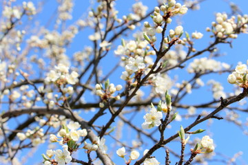 White little flowers of apple trees in spring against a blue sky.