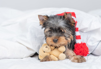 Yorkshire terrier puppy wearing a warm hat lies under warm blanket on the bed and hugs toy bear. Empty space for text