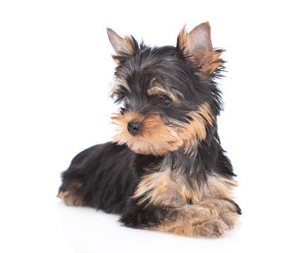 Yorkshire Terrier puppy lies in front view and looks away. Isolated on white background