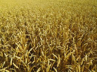 wheat field with beautiful yellow spikelets on the horizon