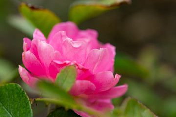 Fototapeta premium A mug shot of a pink rose branch against green grass. Pink rose on a flower bed top view