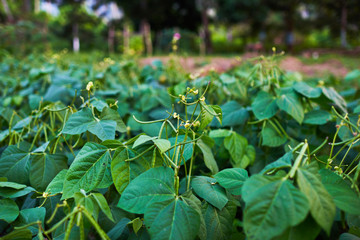 A view of a green vegetables plantation. Organic vegetable cultivation farm. Cameron Highlands, Malaysia.