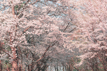 a photo shoot of cherry blossoms in the park