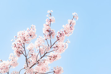 a photo shoot of cherry blossoms in the park