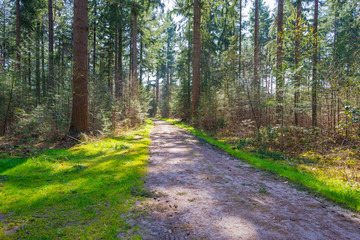 Trees in a forest below a blue sky in sunlight in spring