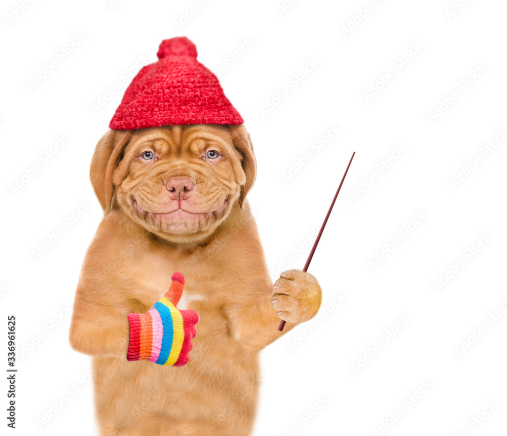 Poster Smiling puppy wearing a warm hat points away on empty space and shows thumbs up gesture. isolated on white background