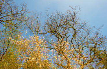 Trees in a forest below a blue sky in sunlight in spring
